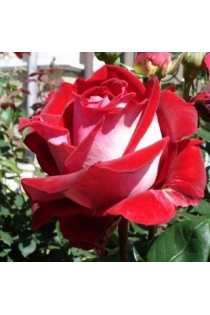 Троянда Люксор – біло-червона краса